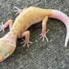 Leucistic Leopard gecko