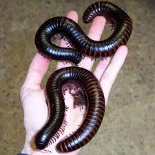 giant african millipede for sale