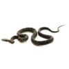 black rat snake for sale