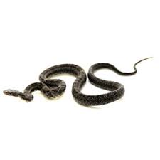 black rat snake for sale
