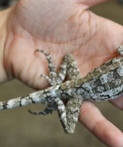 Frilled dragons for sale