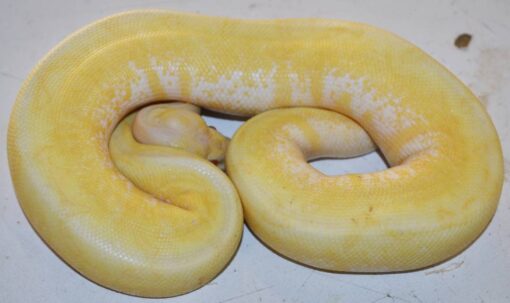 albino ball python for sale