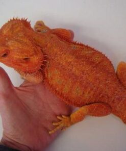 red bearded dragon for sale