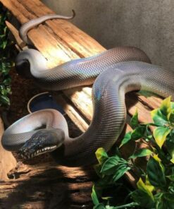 white lipped python for sale